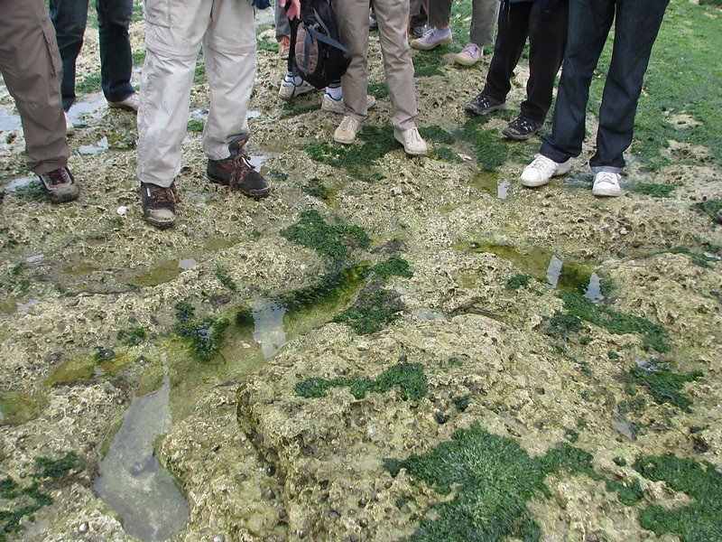 algues brunes, algues vertes