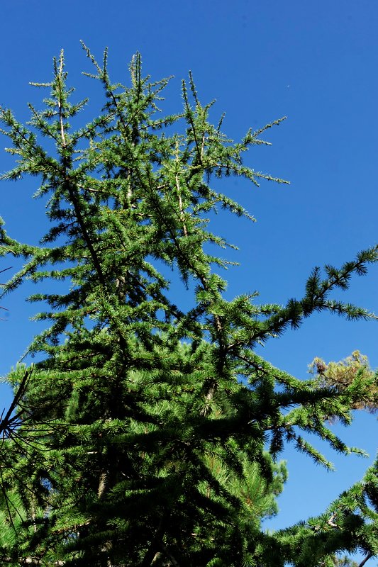 sapin de Céphalonie Sorties