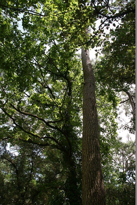 pin et chêne vert arbres emblématiques de la forêt