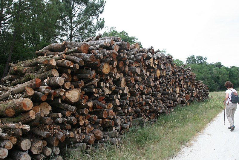 exploitation du bois