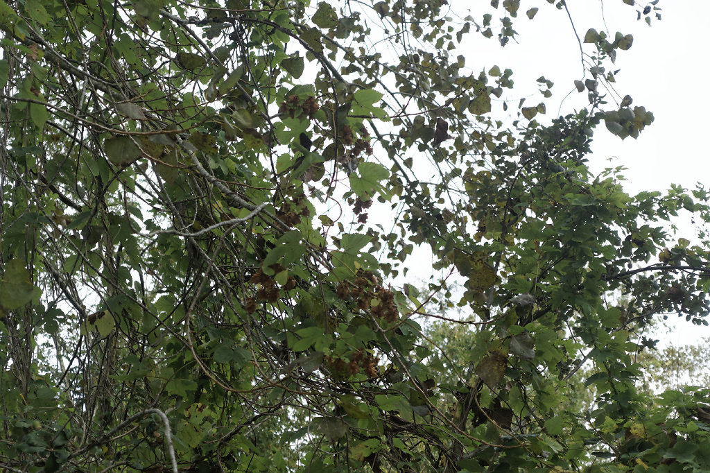 Houblon dans les arbres