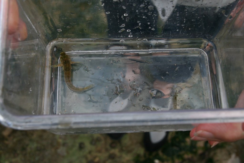 poissons blennie mordocet lipophrys pholis