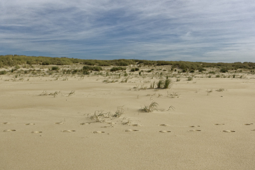 Haut de plage et dune mobile