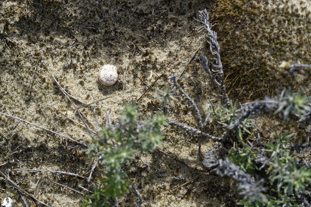 Escargot des dunes