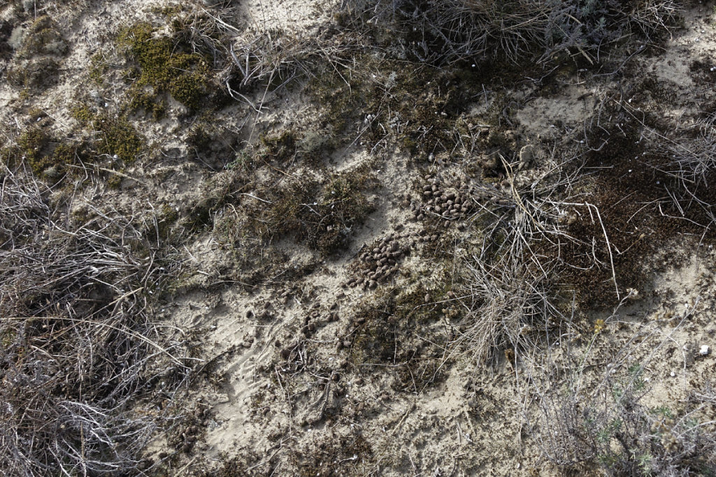 Mousse et crottes de lapin dans la dune grise