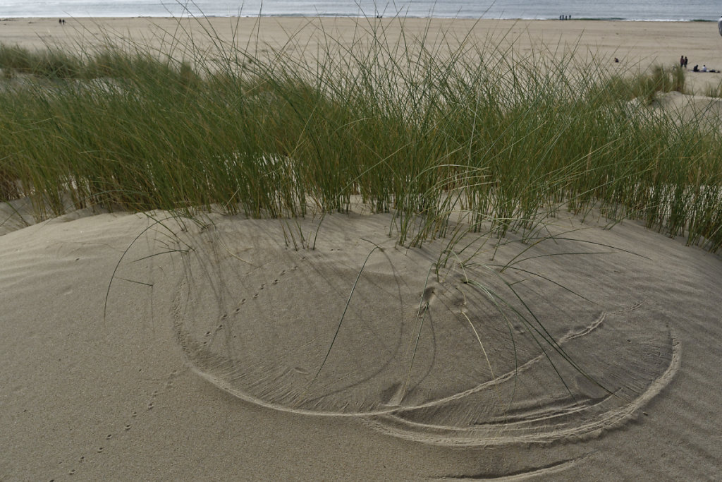 Les oyats dessinent sur le sable