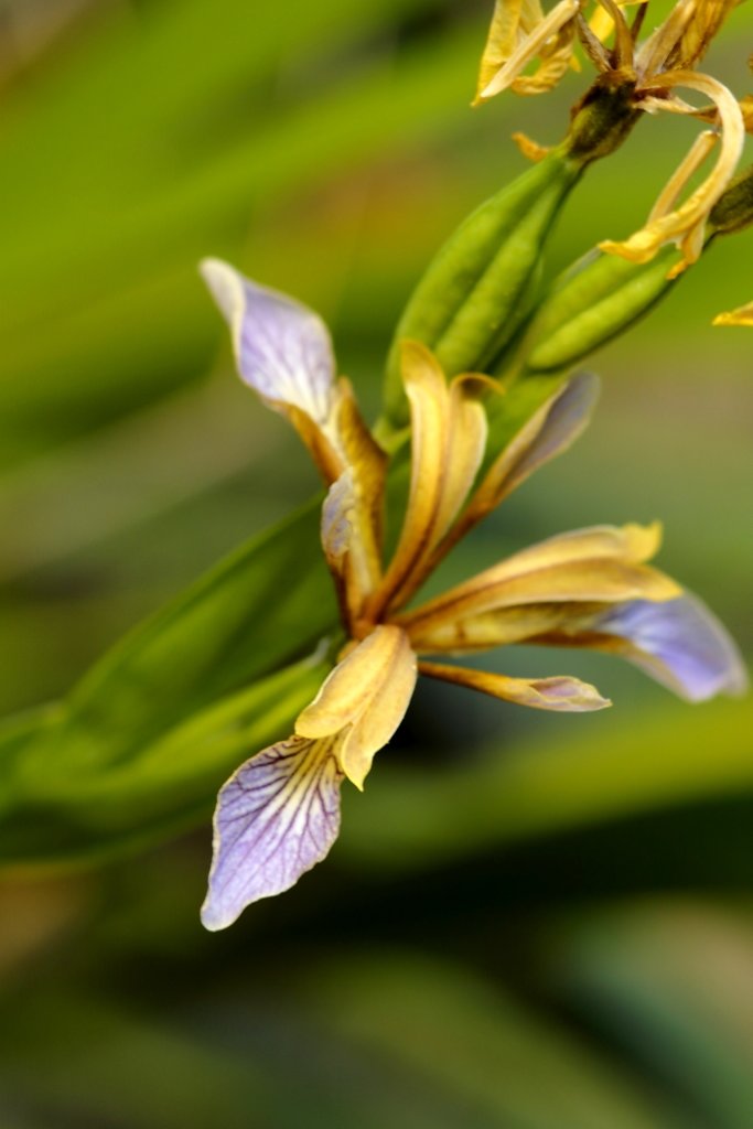 iris fétide