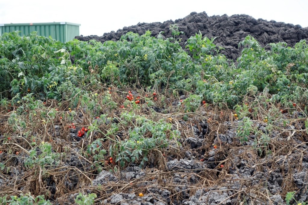 Les boues en sortie du digesteur constituent un compost fertile