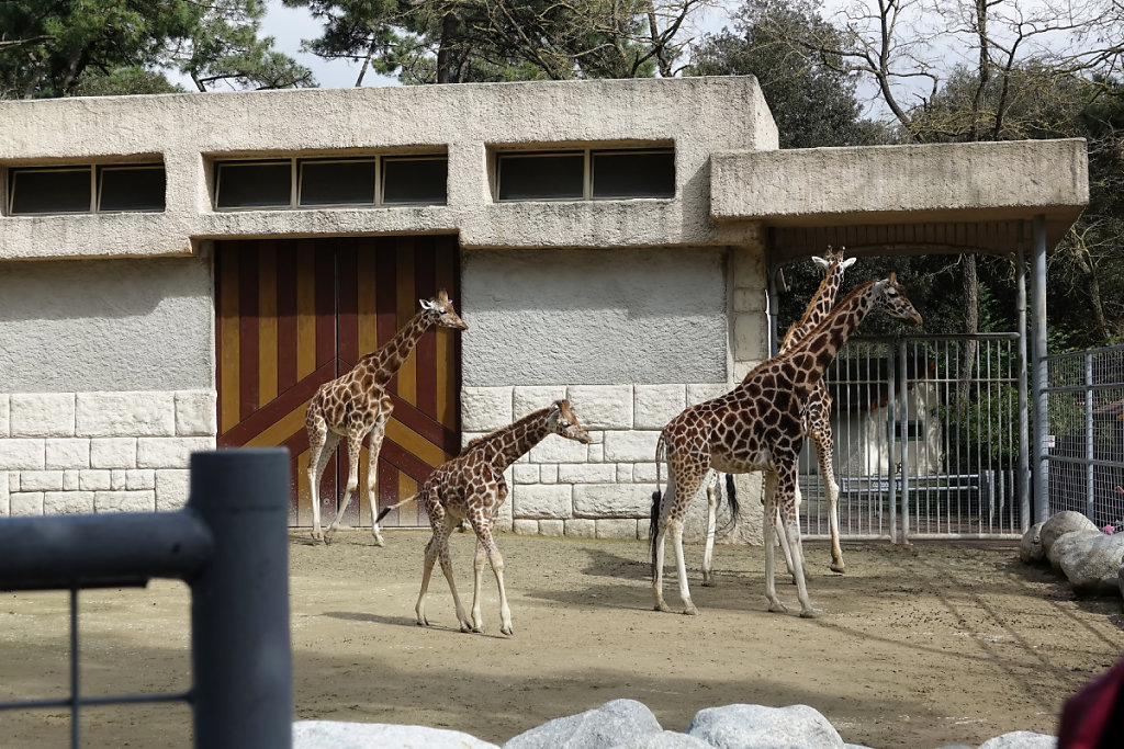 Le groupe de girafes