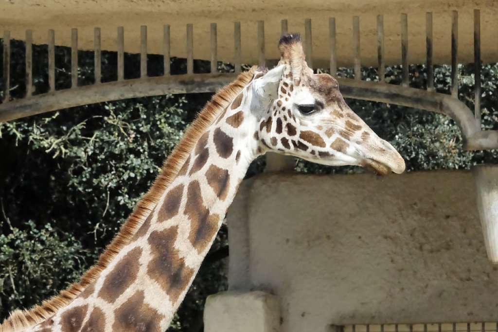 Le regard langoureux des girafes