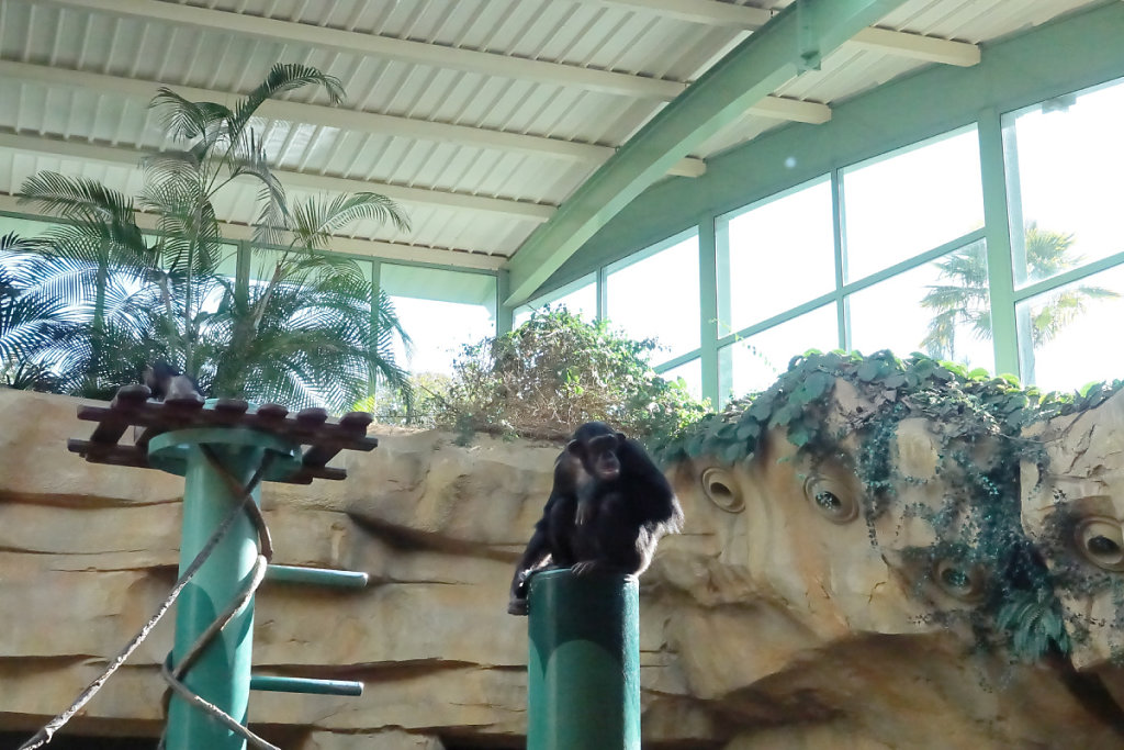 Femelle chimpanzé