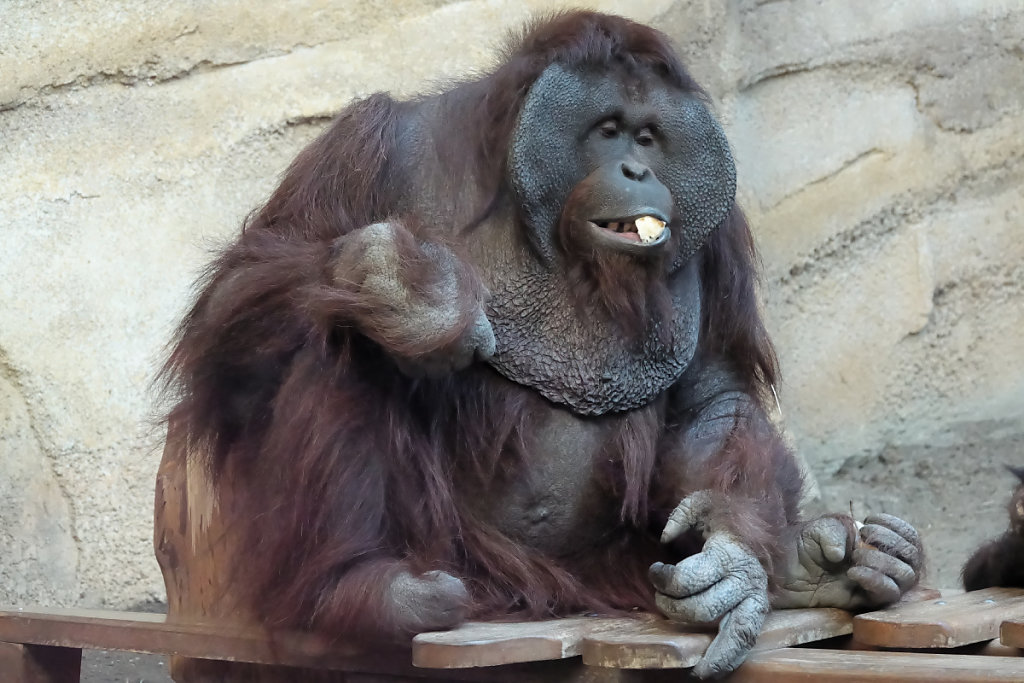 Le mâle orang-outan