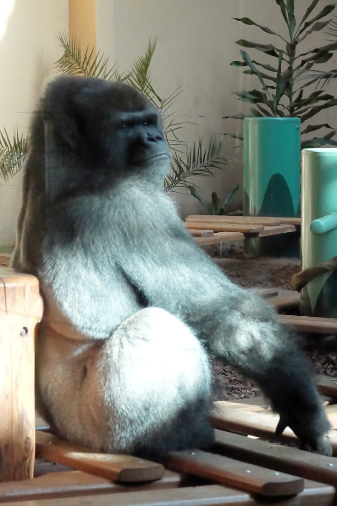 Monsieur Gorille