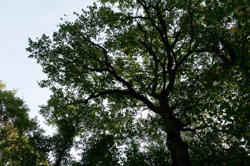 Un chêne séculaire Sorties