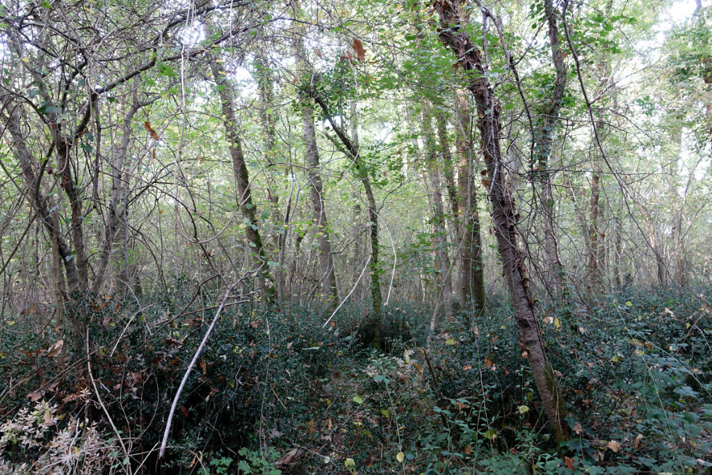 le renouveau de la  forêt après la tempête de 1999.