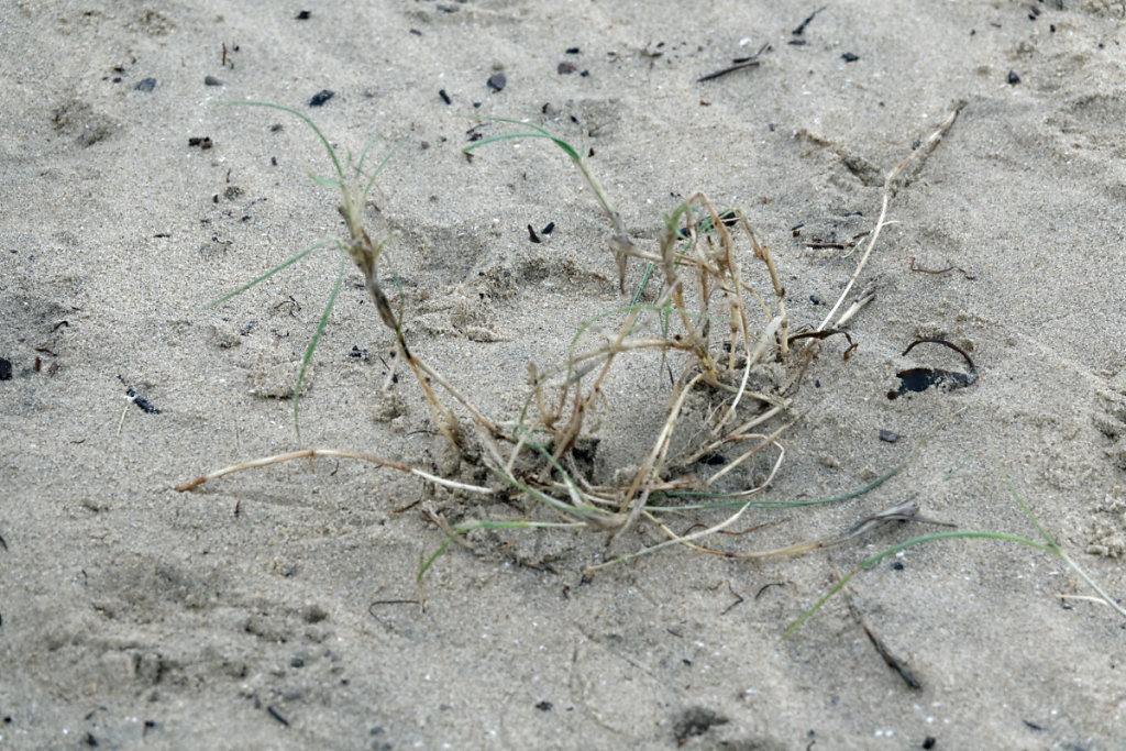 Végétation de haut de plage : le chiendent des sables, précurseur de la dune embryonnaire