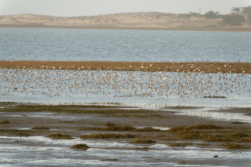 Envol des oiseaux vers d'autres reposoirs de l'autre côté de la baie