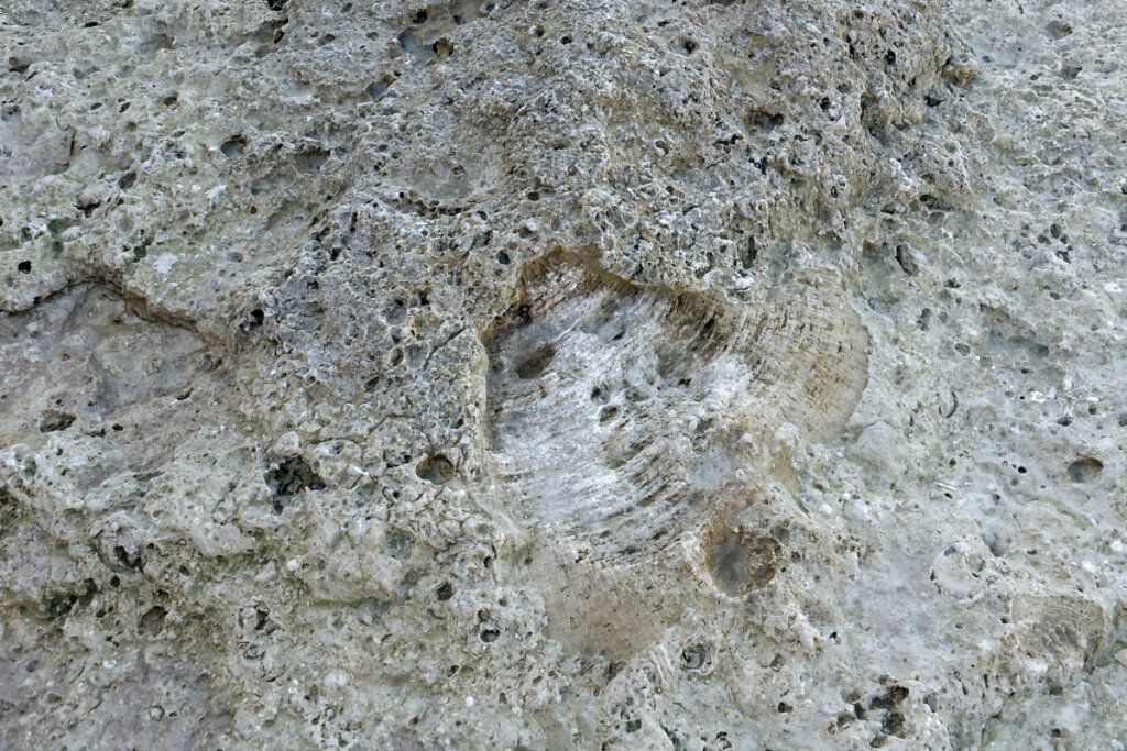 Stromatopores
