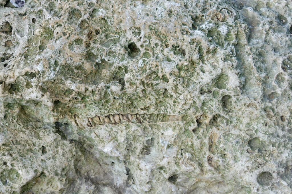 Un fossile de gastéropode
